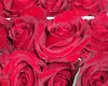 Red Roses